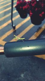 High angle view of plant on street