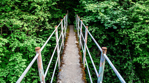 View of bridge in forest