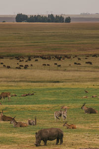 Safari animals grazing on field