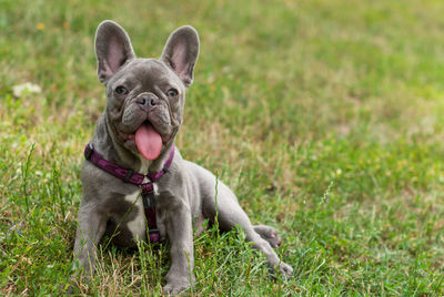 Portrait of dog sticking out tongue while sitting on grassy field