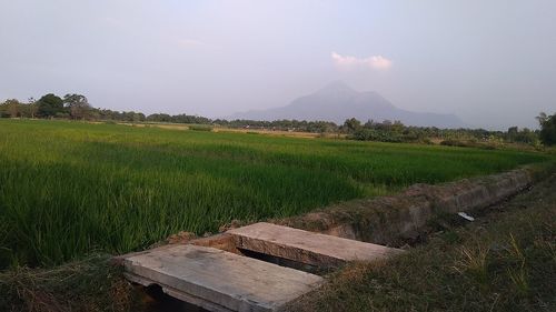 Scenic view of agricultural field against sky