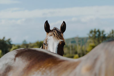 View of a horse against sky