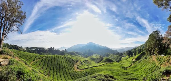 Scenic view of agricultural landscape against sky