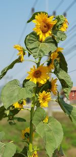 Close-up of yellow flowers blooming outdoors