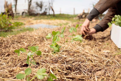 Low section of man gardening