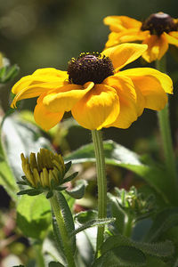 Close-up of yellow flowering plant