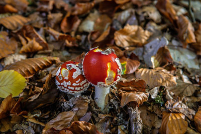 Fly agaric mushroom 