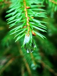 Close-up of water drops on pine tree