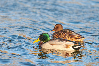 Mallard waterfowl birds floating in water. close up of anas platyrhynchos, mallard duck.