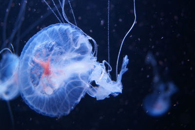 Close-up of jellyfish underwater