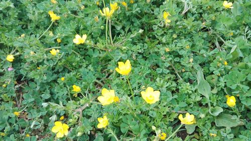 High angle view of yellow flowers blooming on field