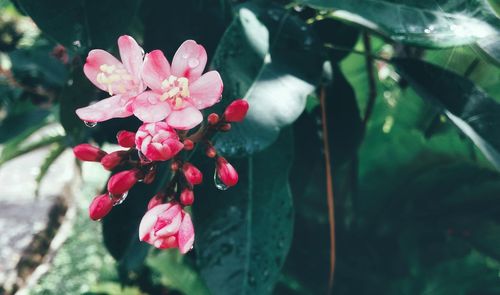 Close-up of pink flowers