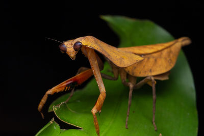 Close-up of insect on plant