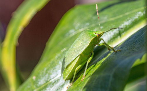 Nymph shield bug in green leaf