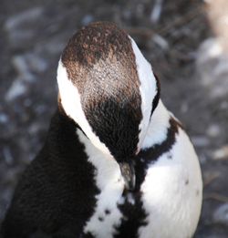 Close-up of white duck