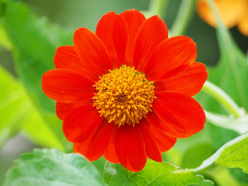 Close-up of red flower blooming outdoors