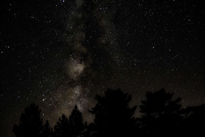 Low angle view of trees against sky at night