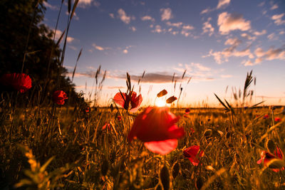 Close-up of red poppy flower on field against sky