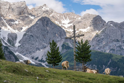 View of highland cattle grazing against mountain