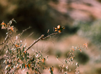 Close-up birds 