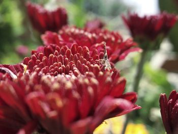 Close-up of red flowering plant