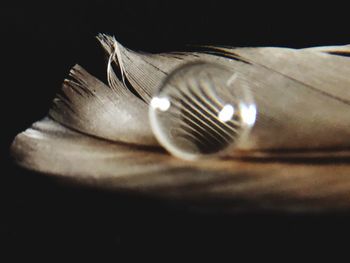 Close-up of leaf on table