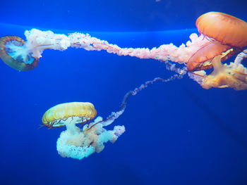 Close-up of jellyfish in sea