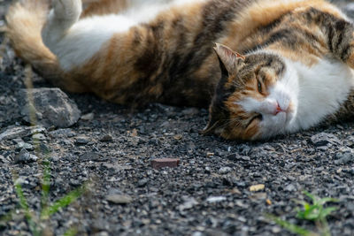 Close-up of a cat sleeping