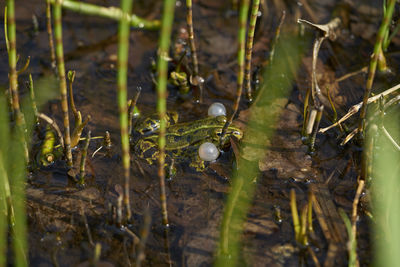 Close-up of grass in a field