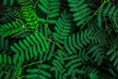 Full frame shot of fern leaves