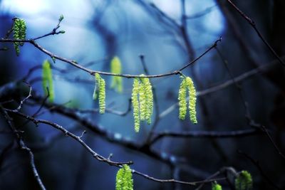 Close-up of flowering plant