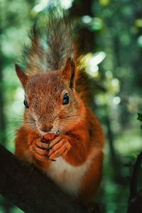 Close-up portrait of squirrel