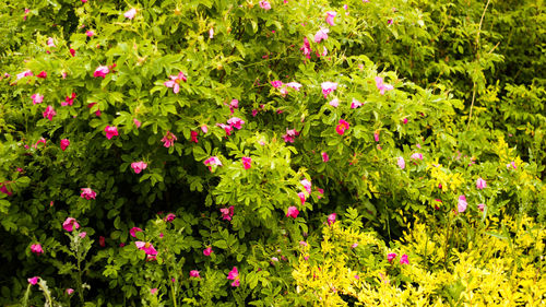 Red flowers in bloom