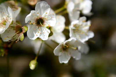 Close-up of white flowers