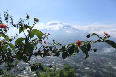 Low angle view of flowering plants against sky