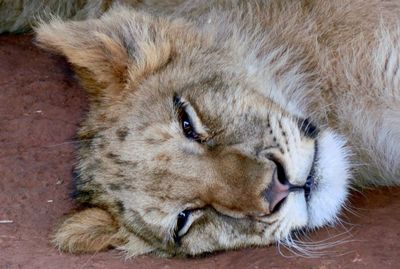 Portrait of lioness lying on field