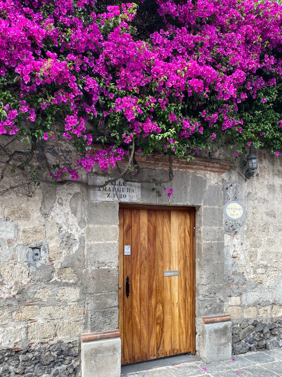 VIEW OF PINK FLOWERING PLANTS AGAINST BUILDING