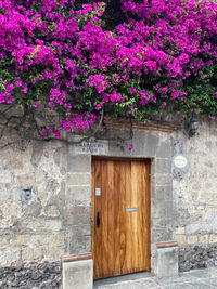 Pink flowering plants against building