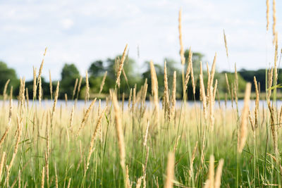 Close-up of wheat growing on field against sky