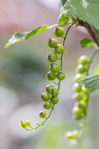 Close-up of berries growing on plant