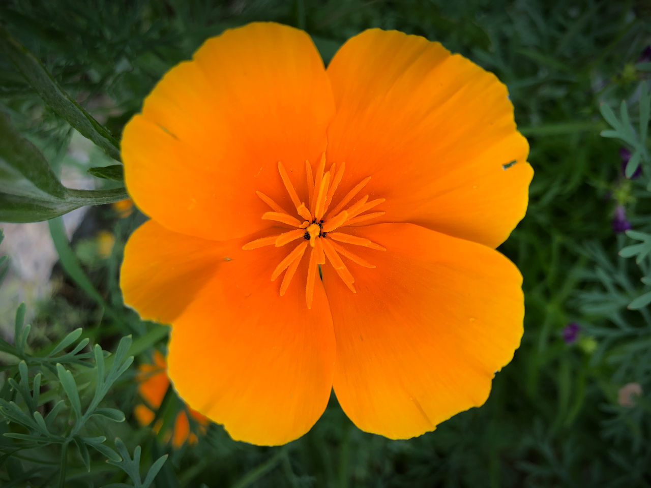 CLOSE-UP OF ORANGE FLOWER AGAINST YELLOW AND PLANTS