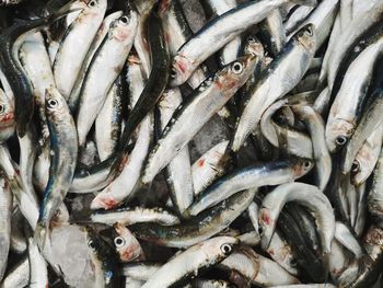 High angle view of fish for sale in market