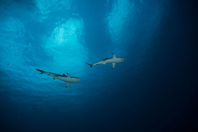 Low angle view of person swimming in sea