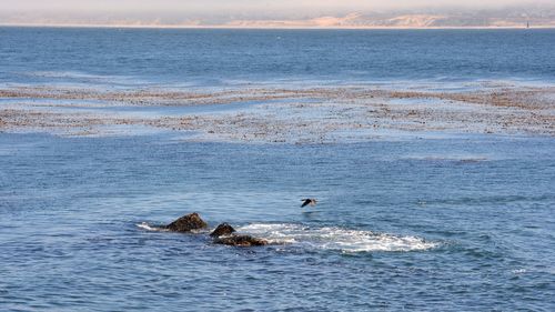 View of birds and seals in a bay