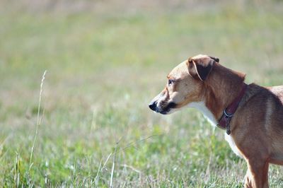 Side view of a dog looking away on field