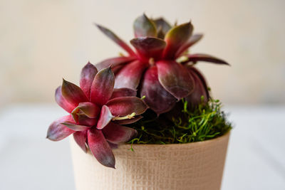 Close-up of potted plant on table