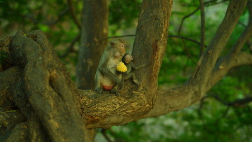 Monkey on tree