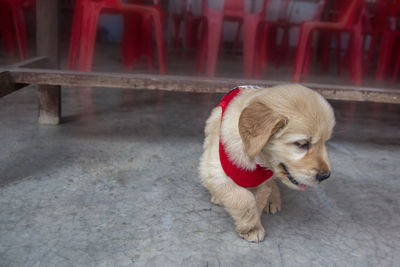 The puppy walks and looks at something.