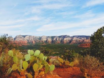 Plants growing on land against sky
