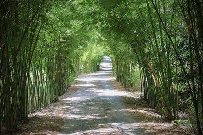 Footpath amidst trees in forest